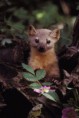 /album/fotky1/a401px-marten-with-flowers-kopia-jpg1/